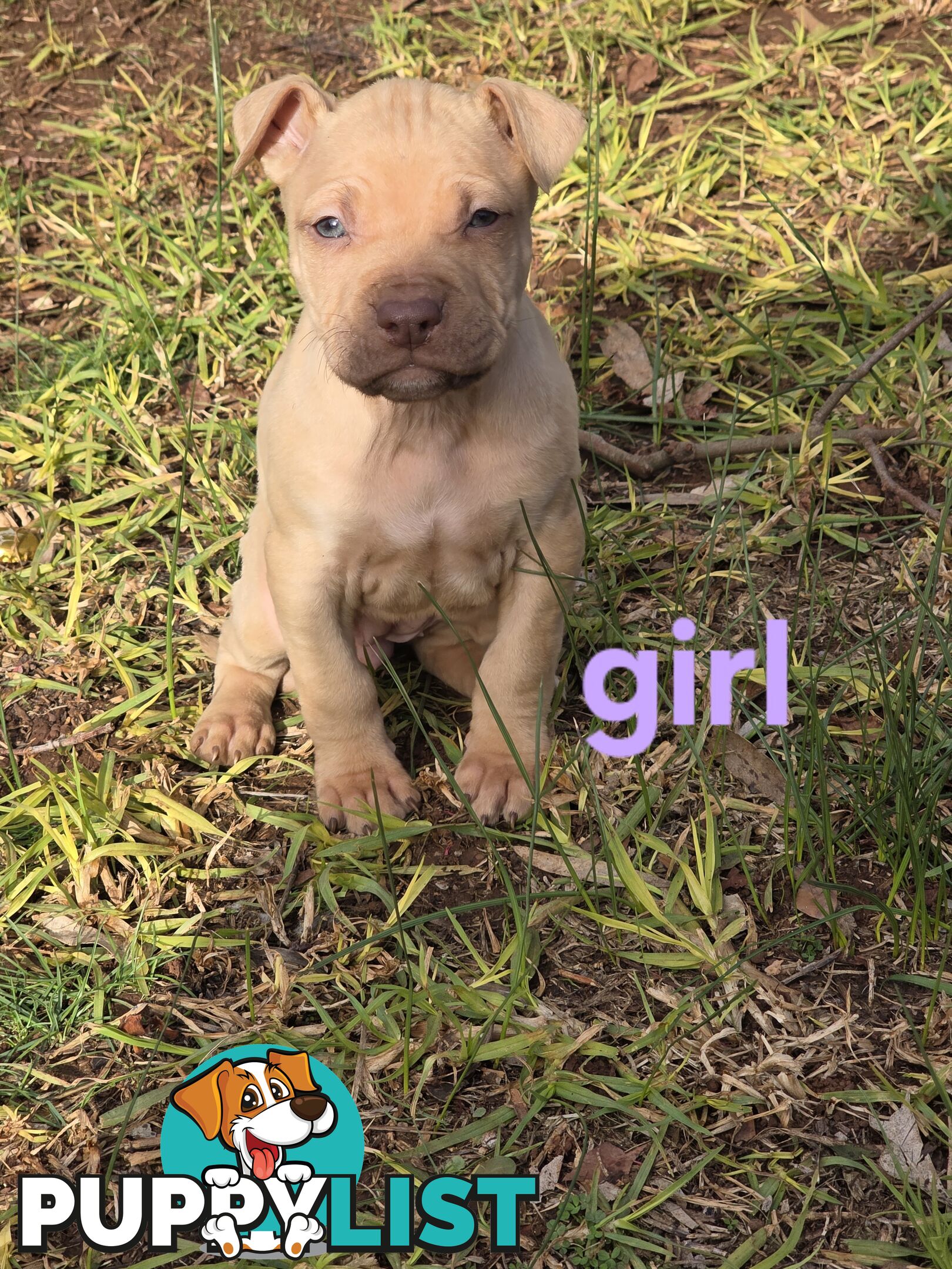 Amstaff x American Bulldog