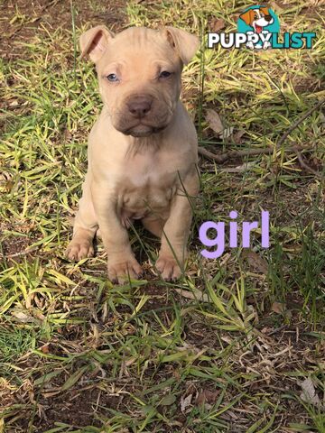 Amstaff x American Bulldog