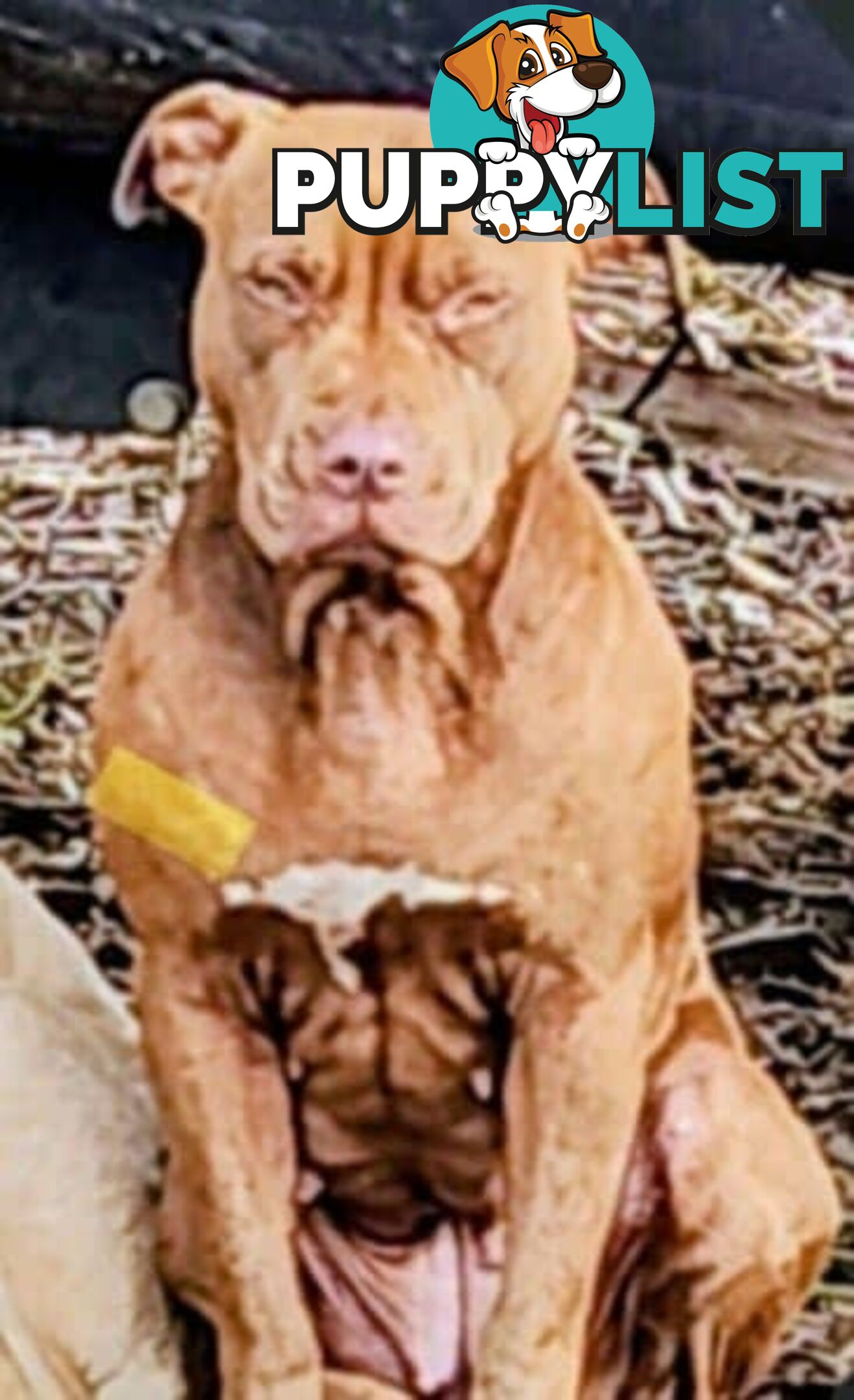 Amstaff x American Bulldog