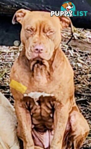 Amstaff x American Bulldog