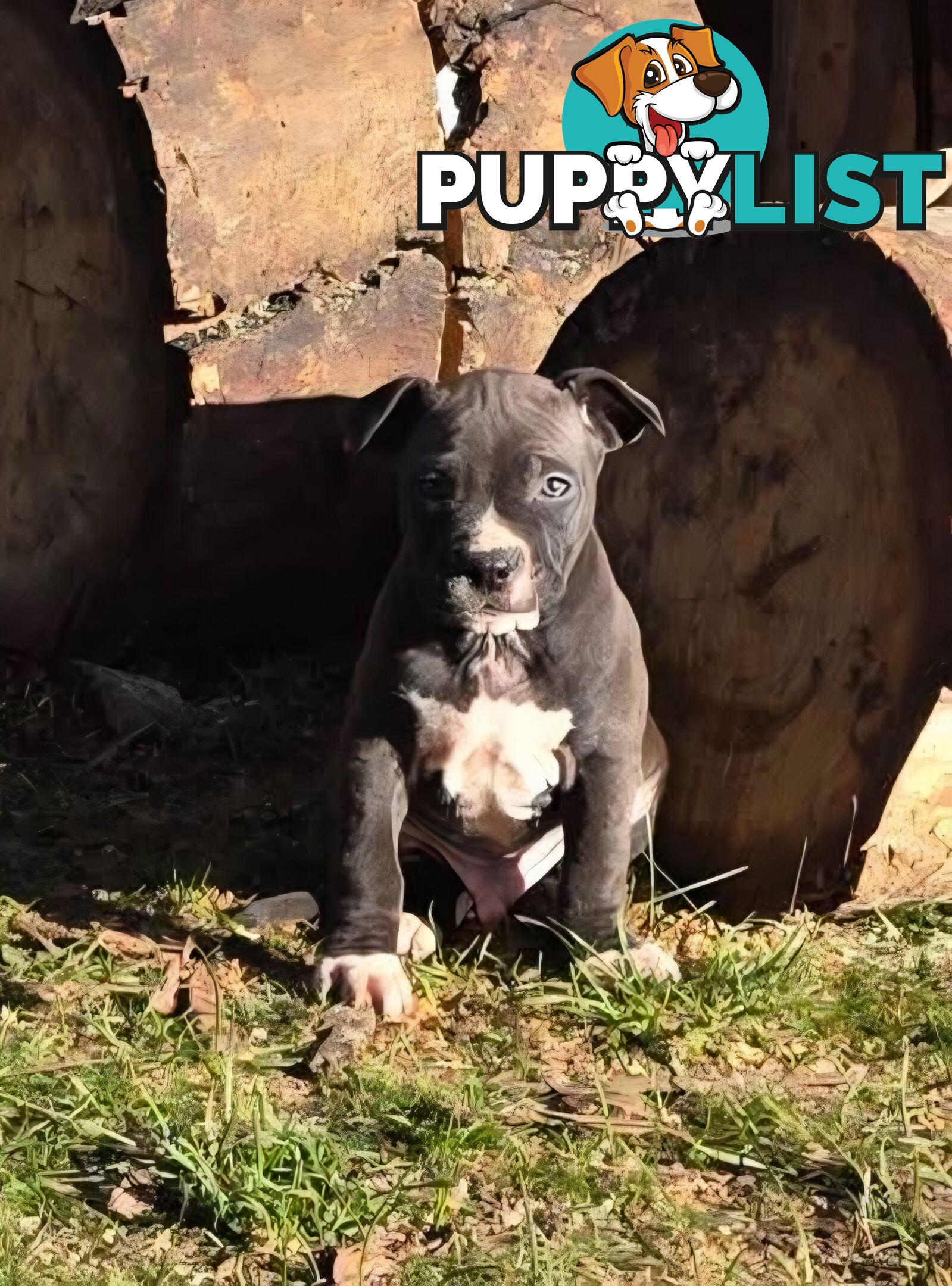 Amstaff x American Bulldog