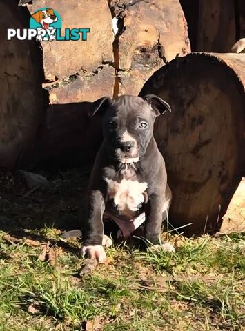 Amstaff x American Bulldog