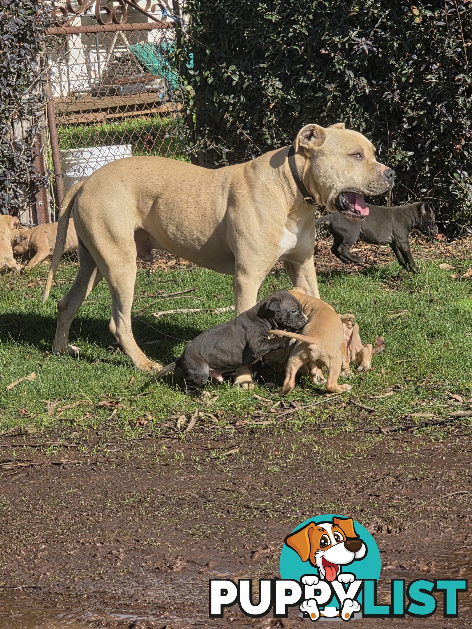 Amstaff x American Bulldog