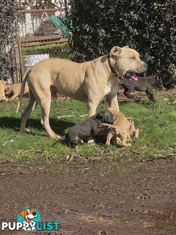 Amstaff x American Bulldog