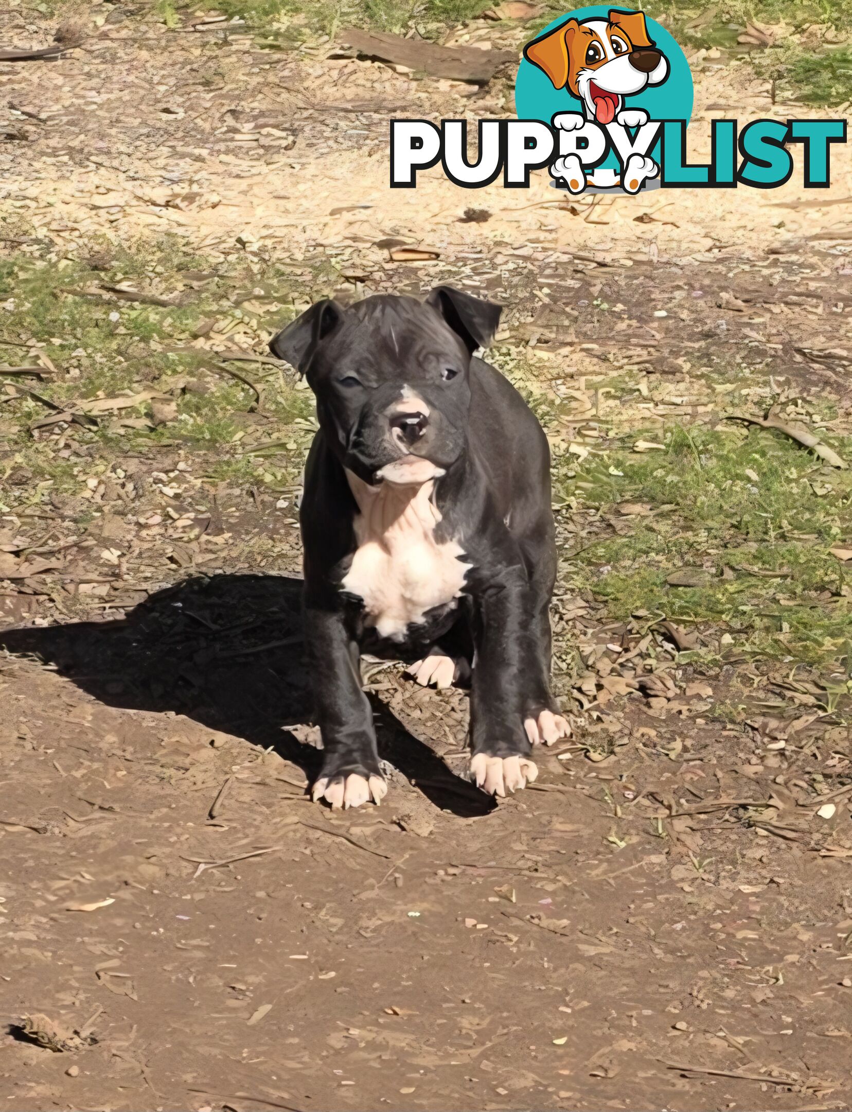 Amstaff x American Bulldog