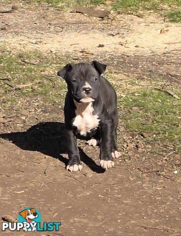 Amstaff x American Bulldog
