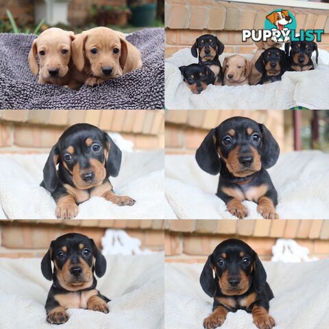 Purebred Miniature Dachshund Puppies