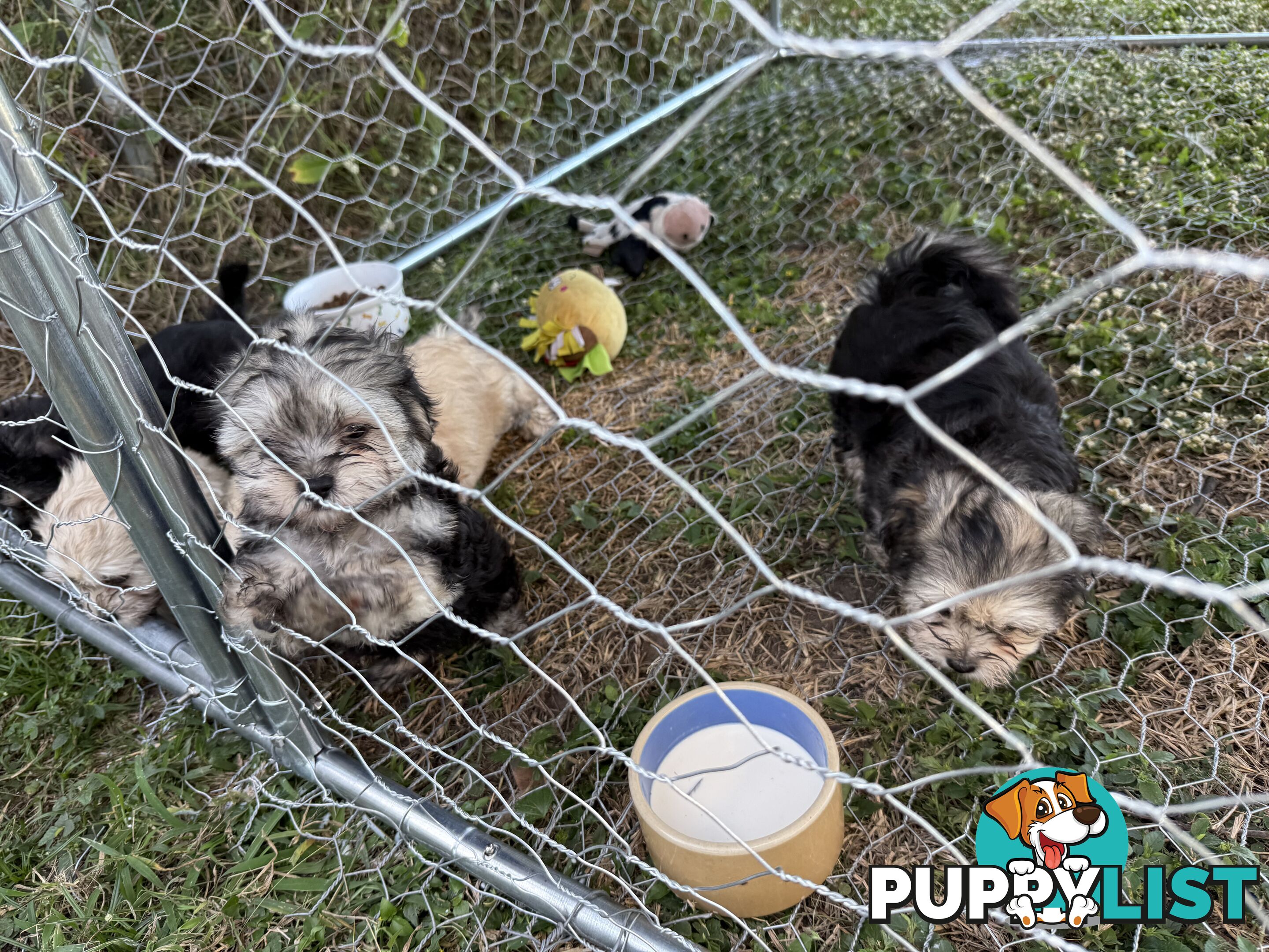 Maltese x Shih  tzu puppies ready to go