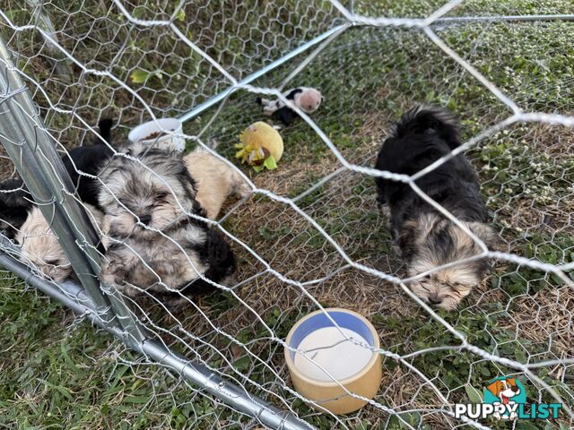 Maltese x Shih  tzu puppies ready to go