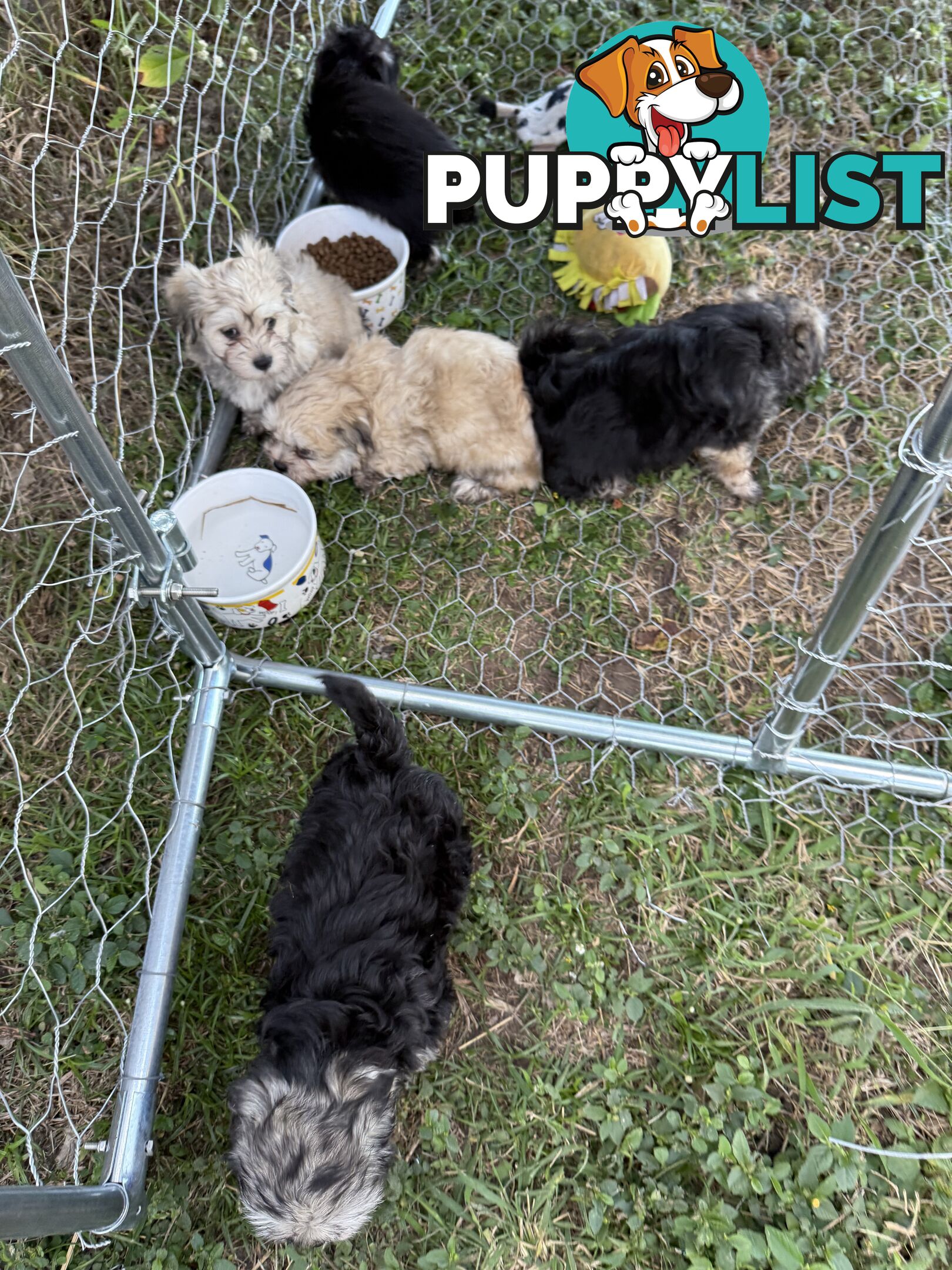 Maltese x Shih  tzu puppies ready to go