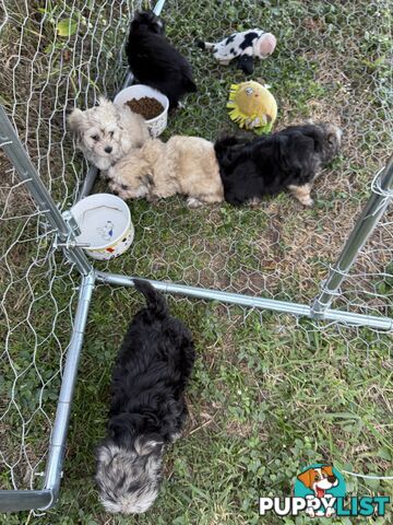Maltese x Shih  tzu puppies ready to go
