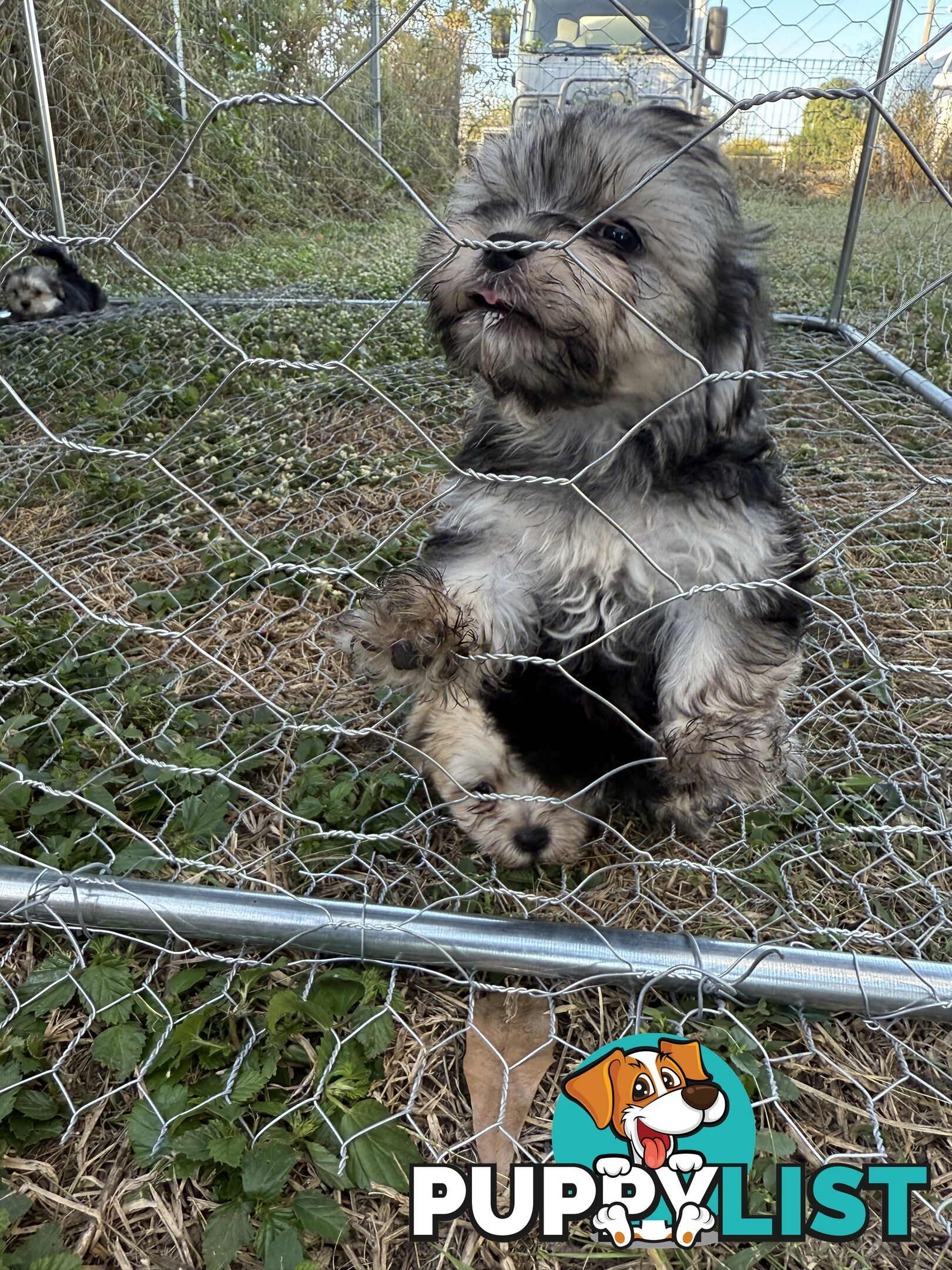Maltese x Shih  tzu puppies ready to go