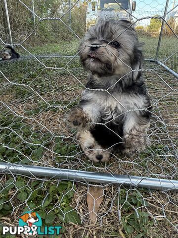 Maltese x Shih  tzu puppies ready to go