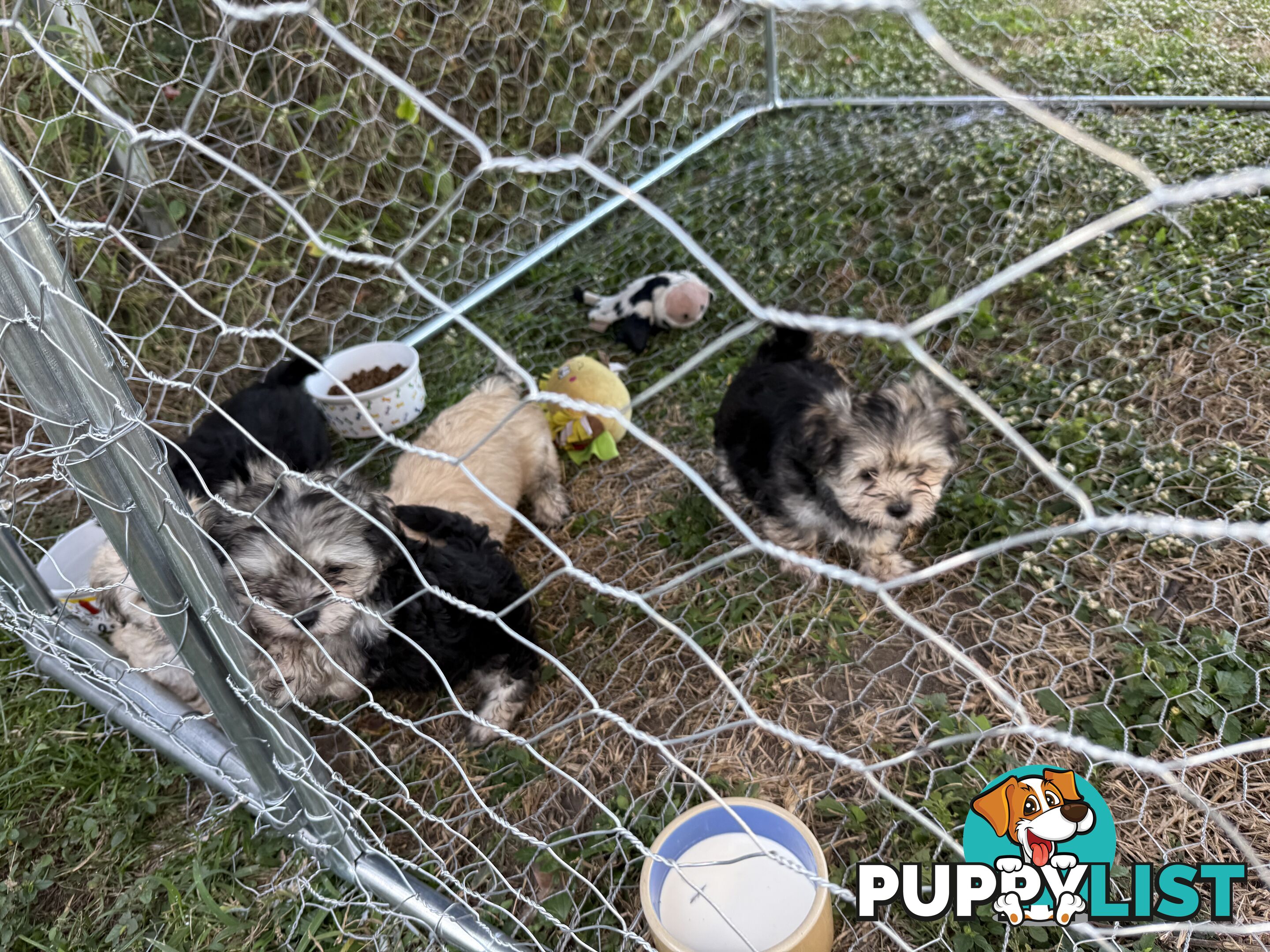 Maltese x Shih  tzu puppies ready to go