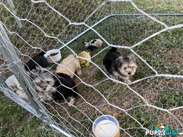 Maltese x Shih  tzu puppies ready to go