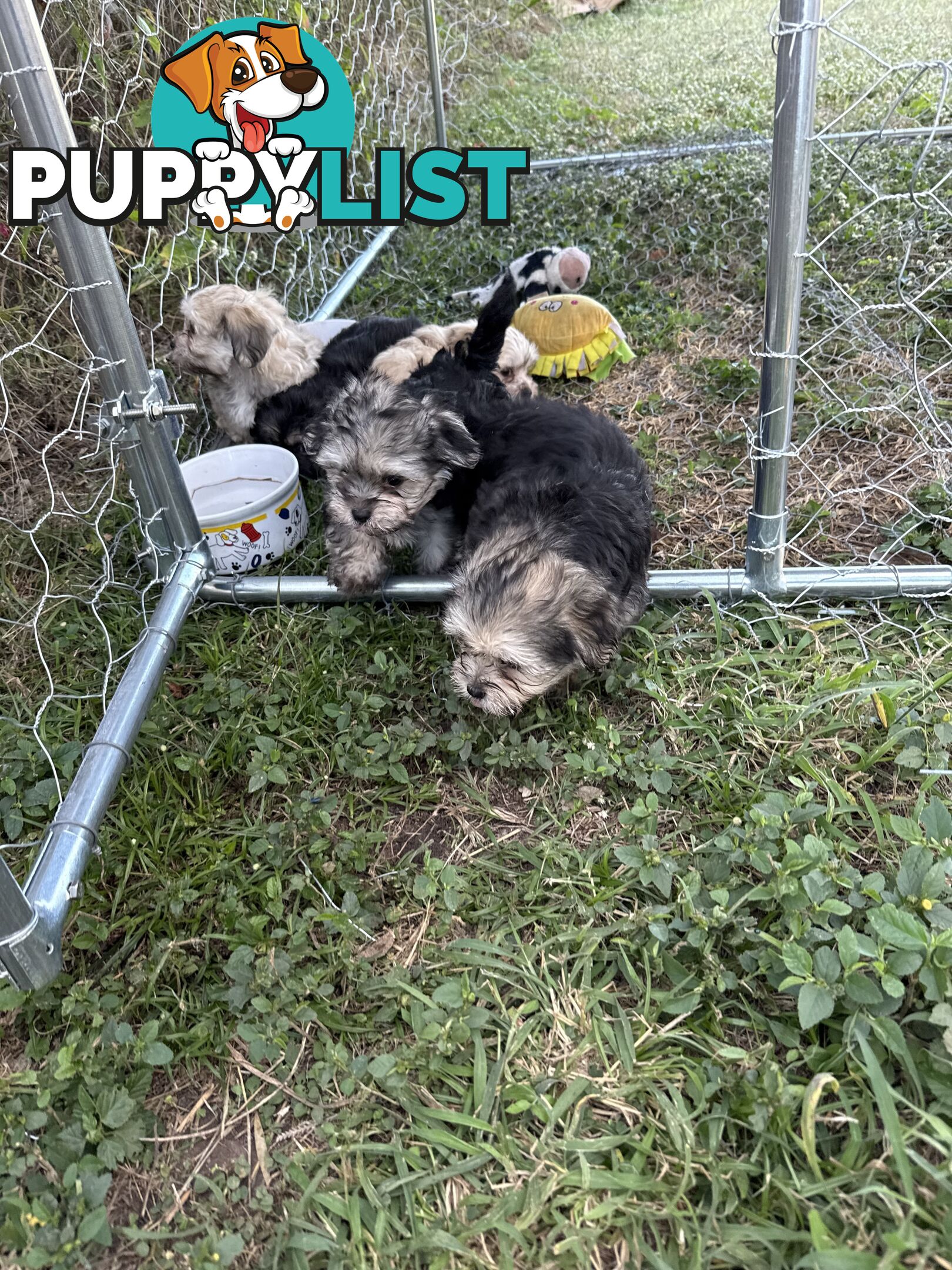 Maltese x Shih  tzu puppies ready to go