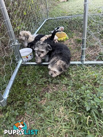 Maltese x Shih  tzu puppies ready to go
