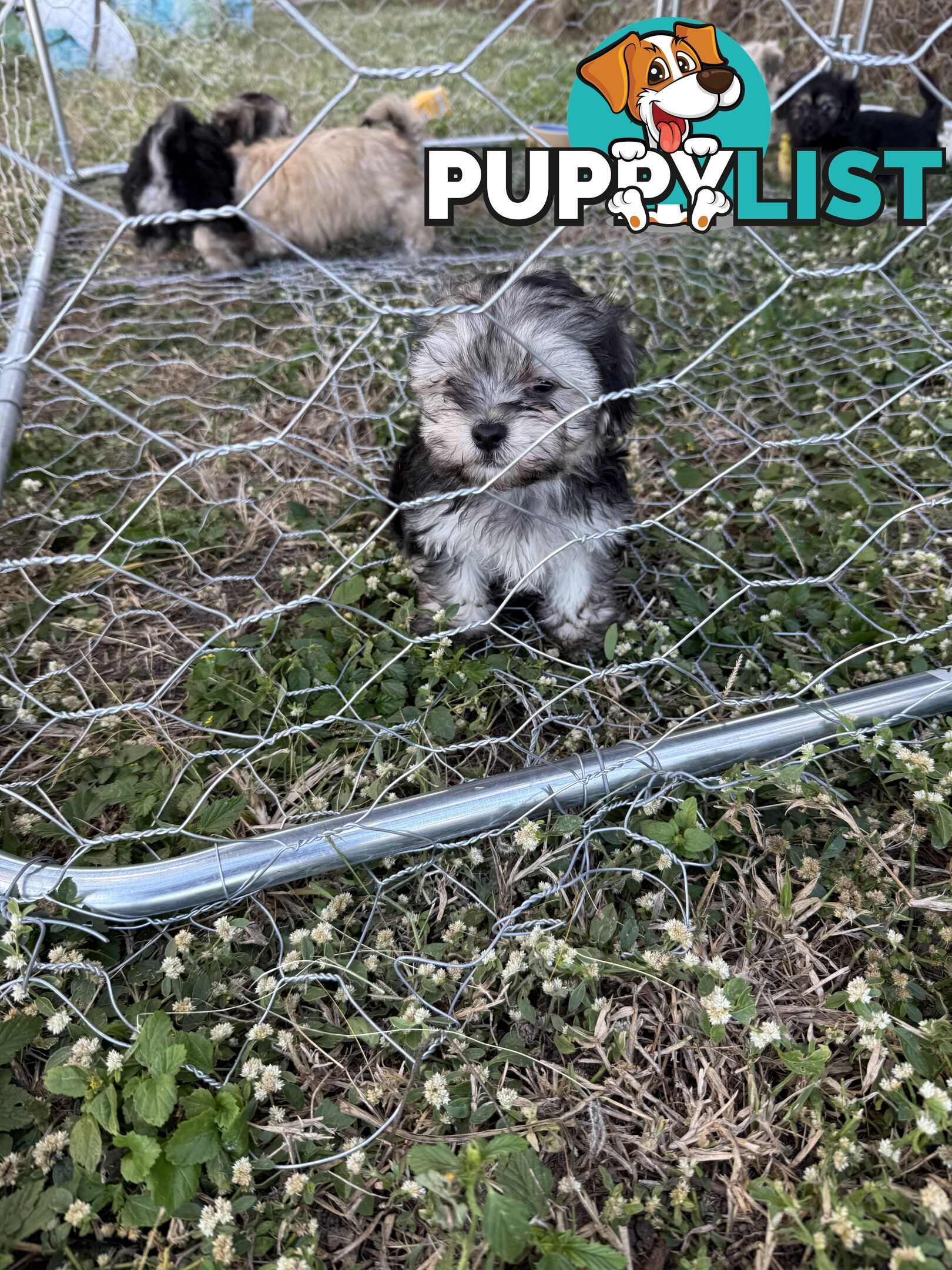 Maltese x Shih  tzu puppies ready to go
