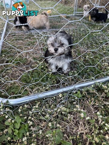 Maltese x Shih  tzu puppies ready to go
