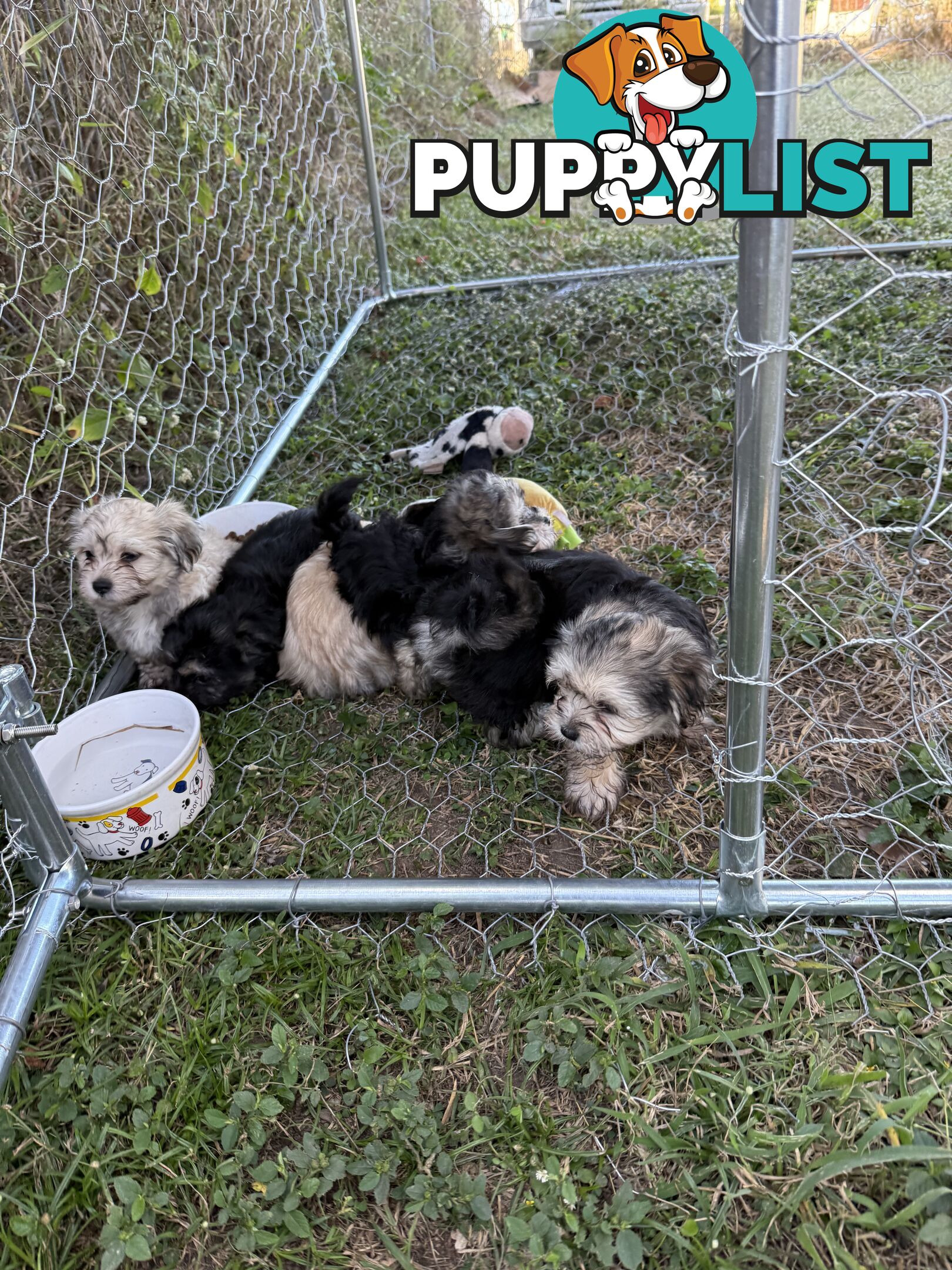 Maltese x Shih  tzu puppies ready to go