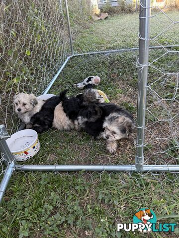 Maltese x Shih  tzu puppies ready to go