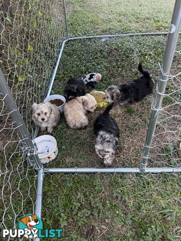 Maltese x Shih  tzu puppies ready to go