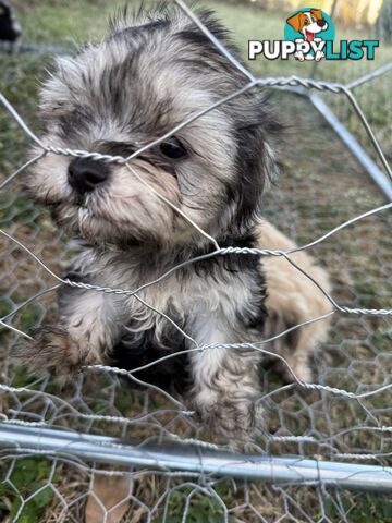 Maltese x Shih  tzu puppies ready to go