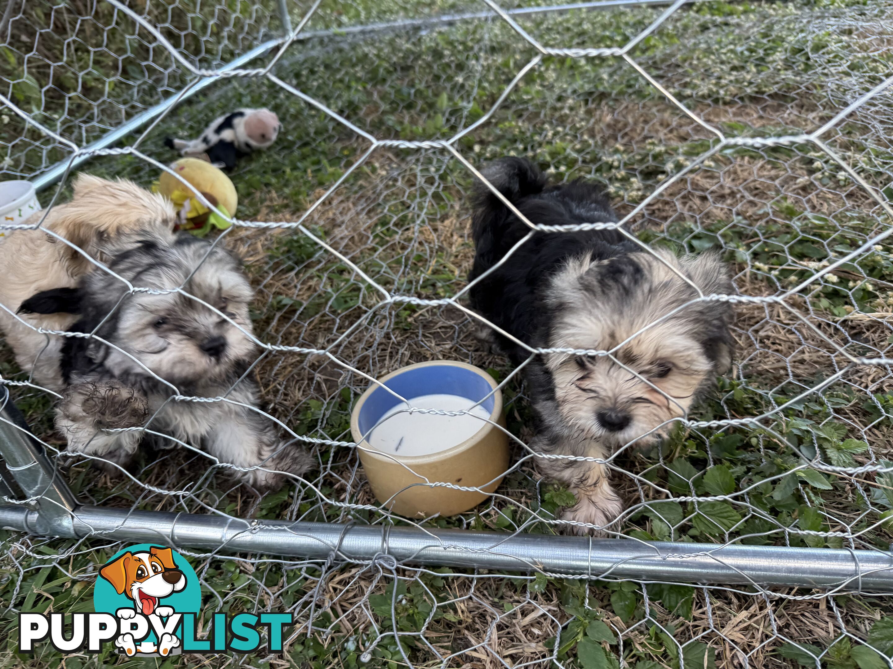 Maltese x Shih  tzu puppies ready to go