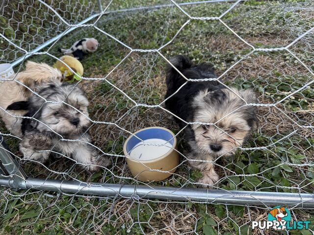 Maltese x Shih  tzu puppies ready to go