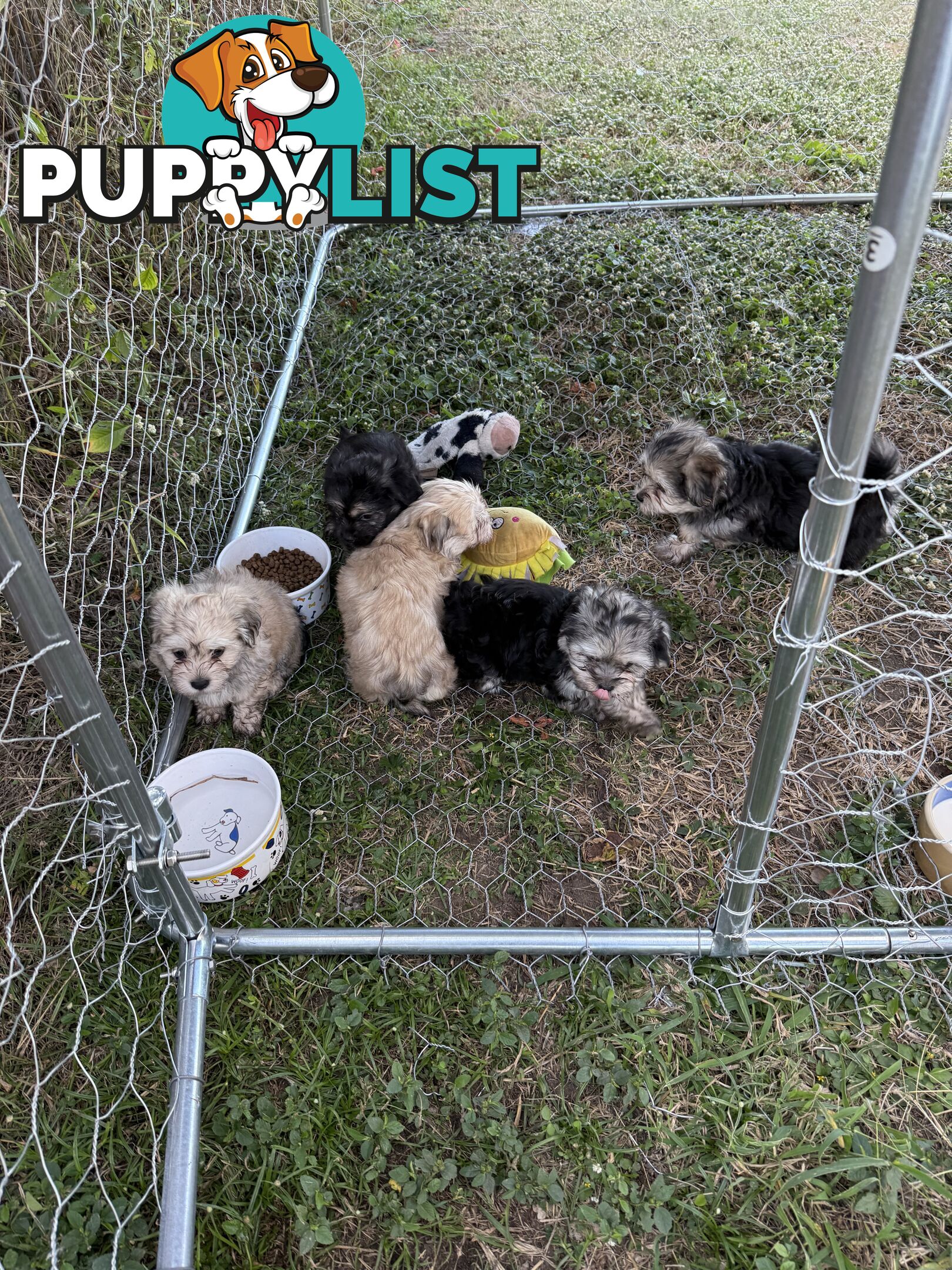 Maltese x Shih  tzu puppies ready to go