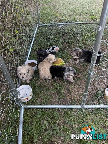 Maltese x Shih  tzu puppies ready to go