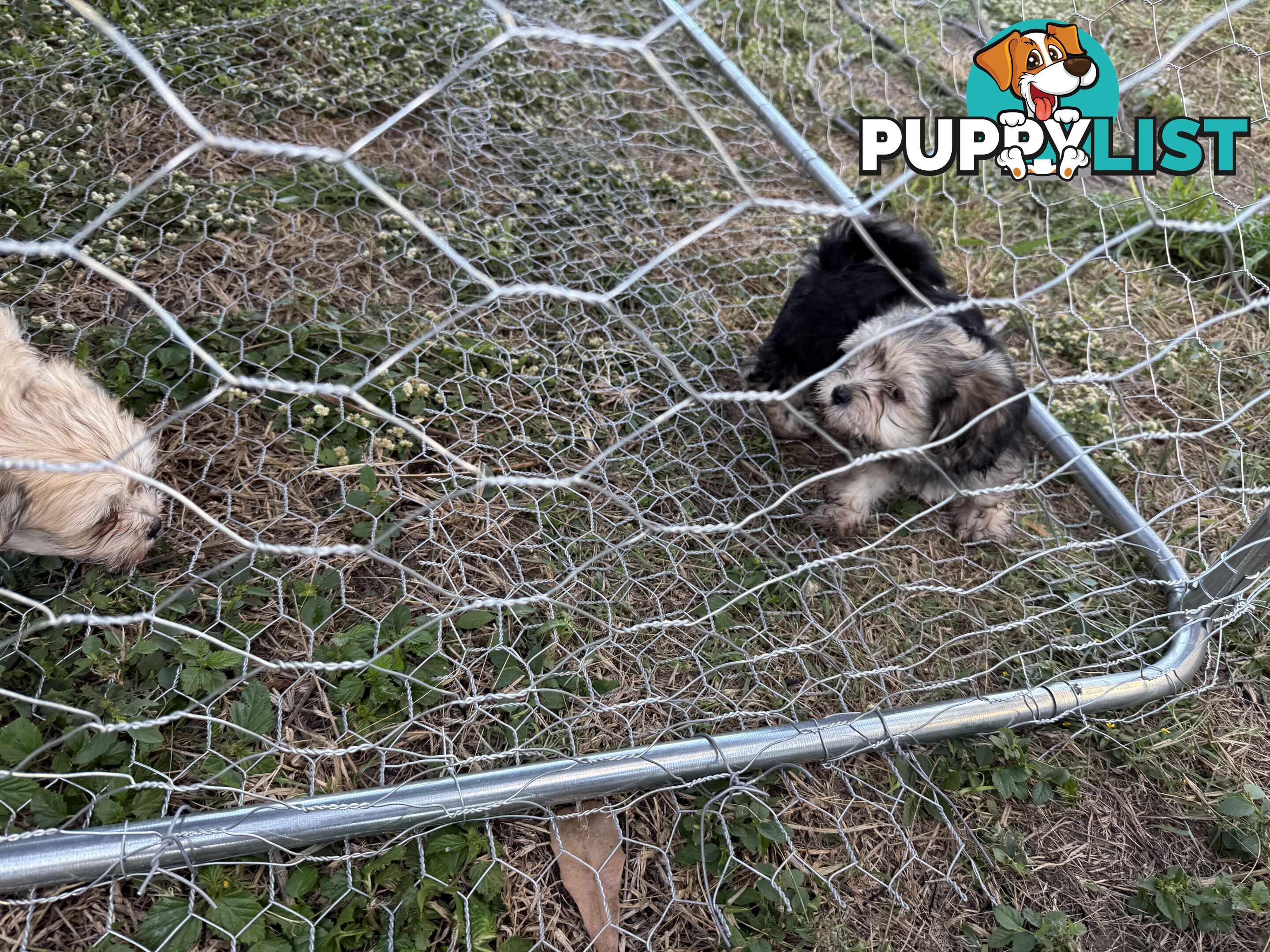 Maltese x Shih  tzu puppies ready to go
