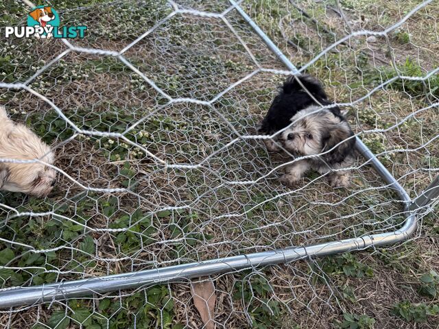 Maltese x Shih  tzu puppies ready to go
