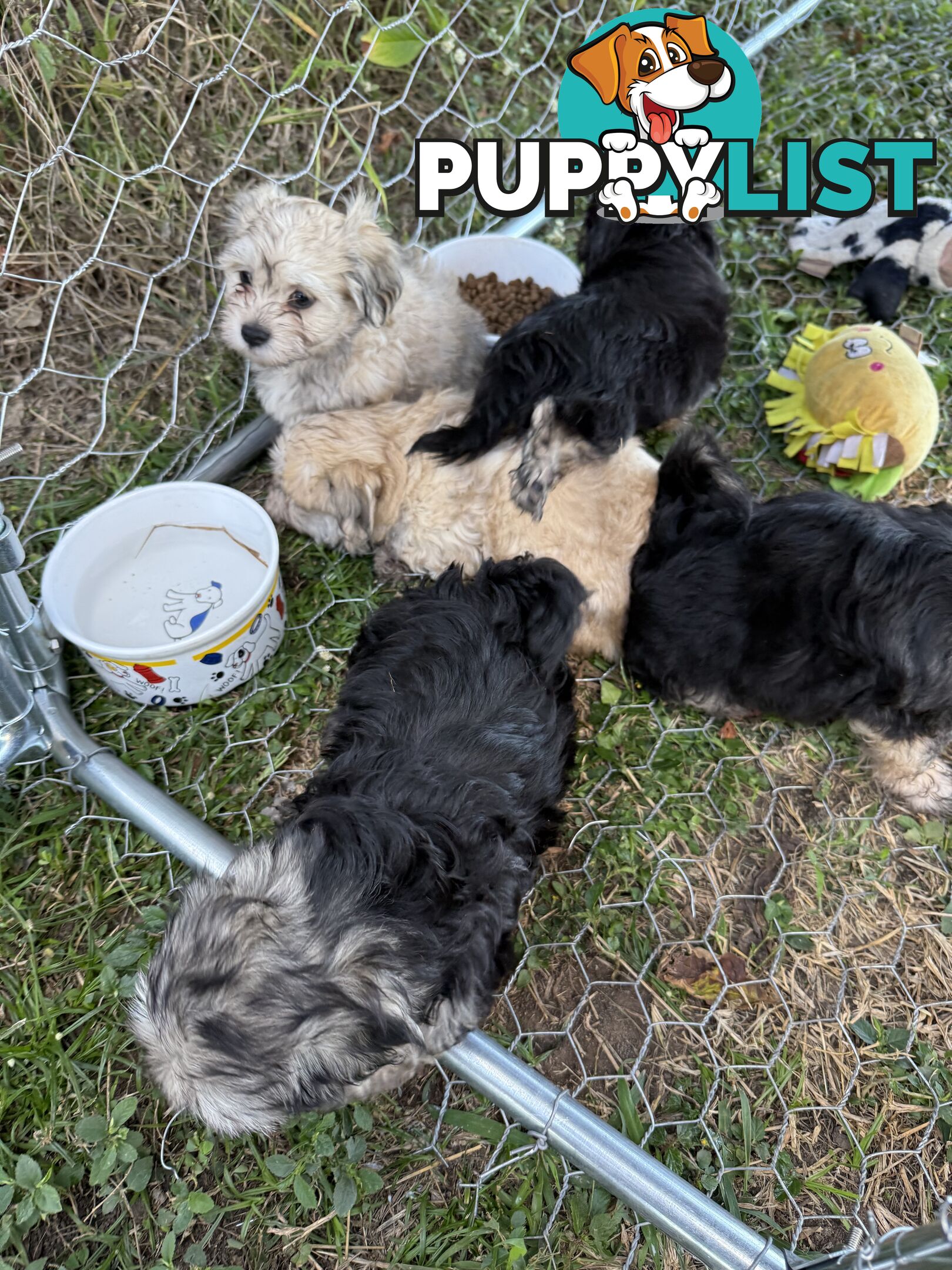 Maltese x Shih  tzu puppies ready to go