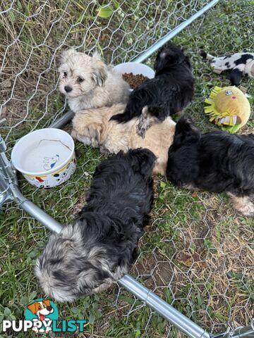 Maltese x Shih  tzu puppies ready to go