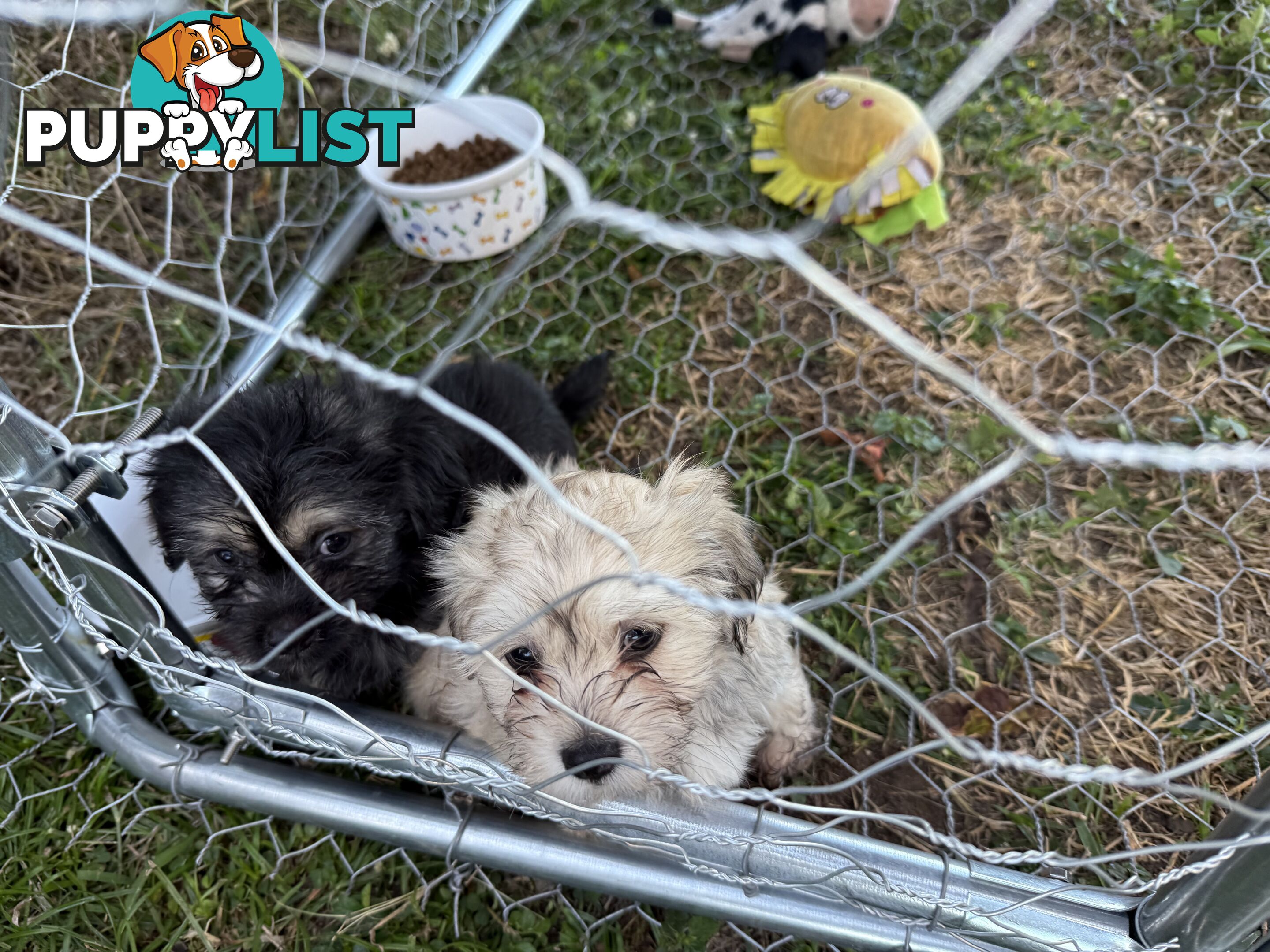 Maltese x Shih  tzu puppies ready to go