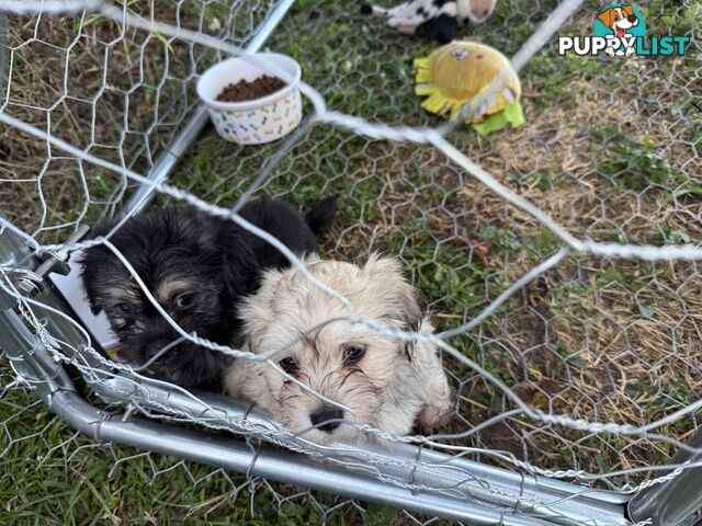 Maltese x Shih  tzu puppies ready to go