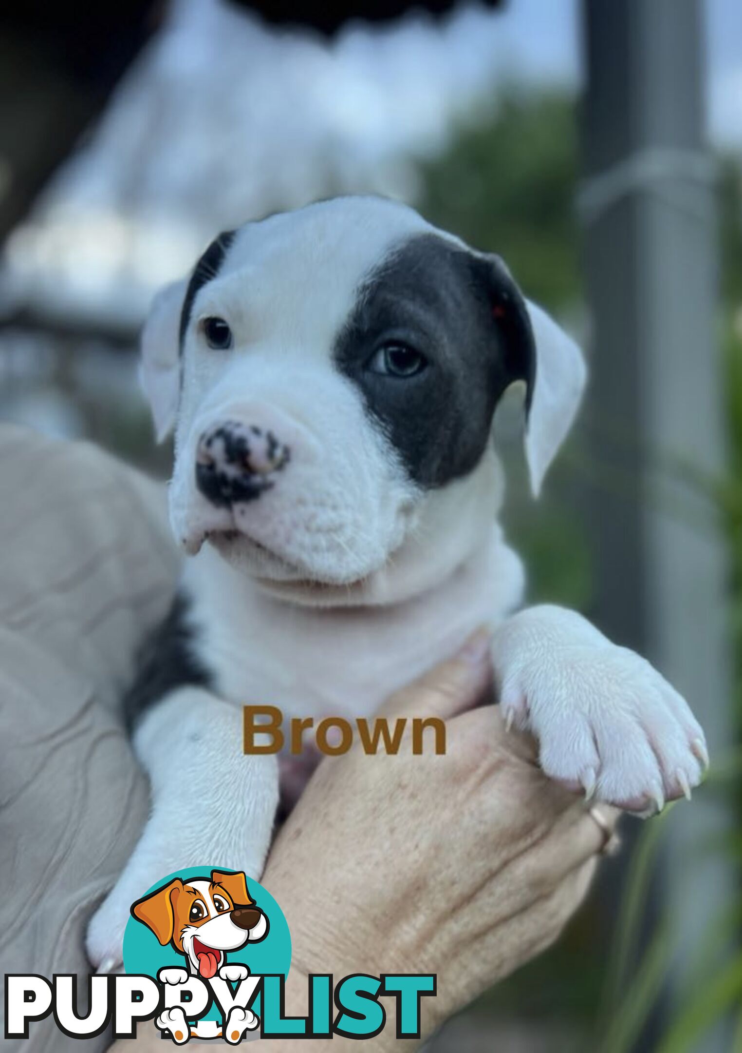 4 beautiful Blue/White American Staffordshire terriers