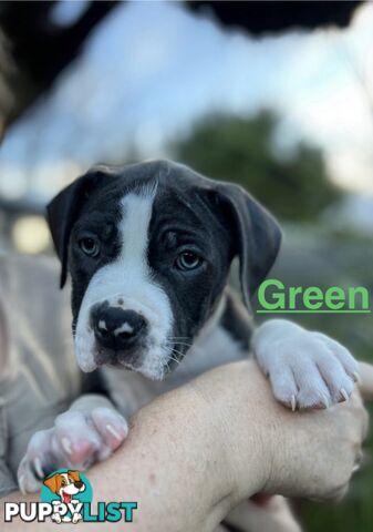 4 beautiful Blue/White American Staffordshire terriers