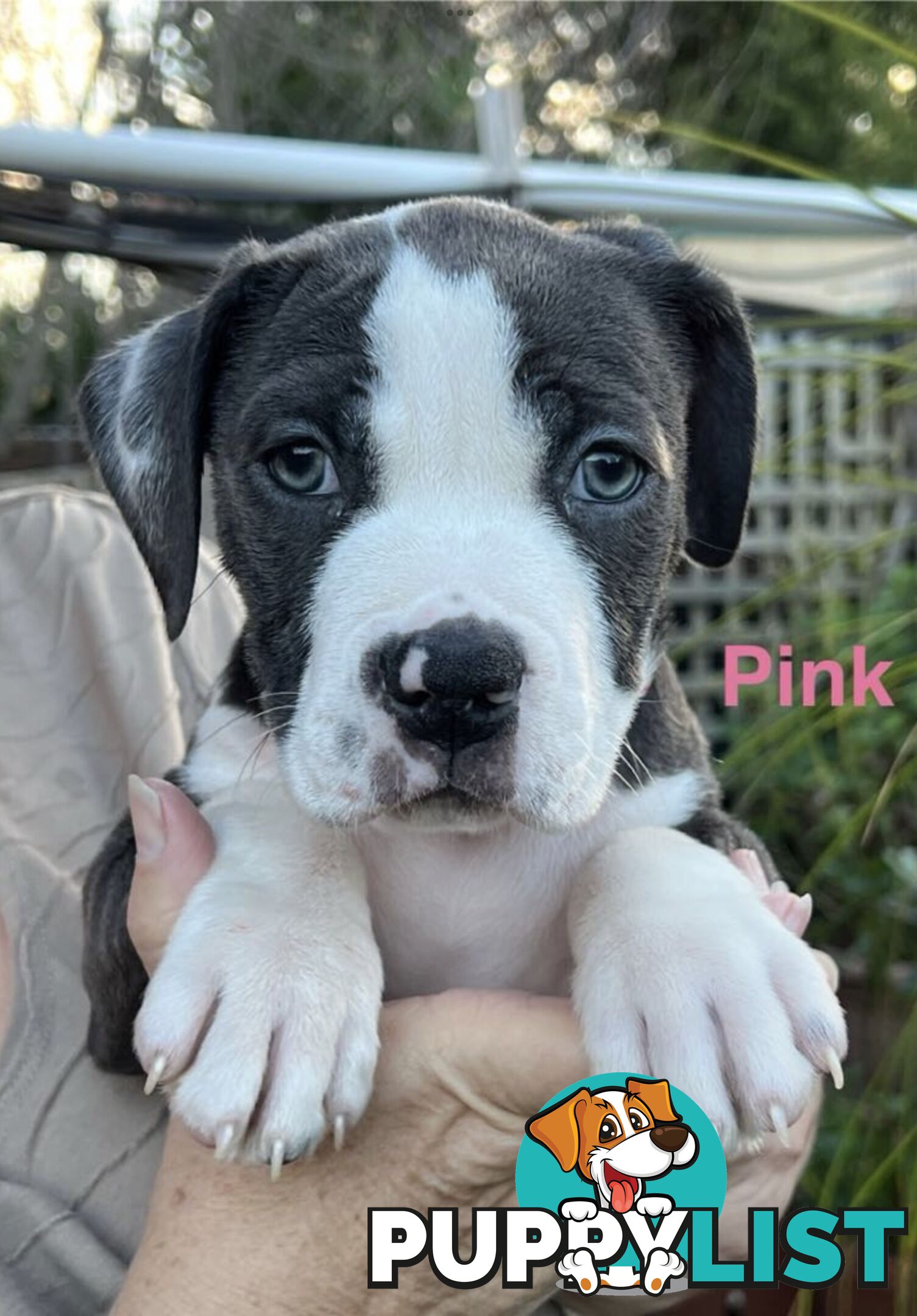 4 beautiful Blue/White American Staffordshire terriers