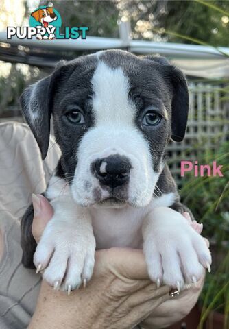 4 beautiful Blue/White American Staffordshire terriers