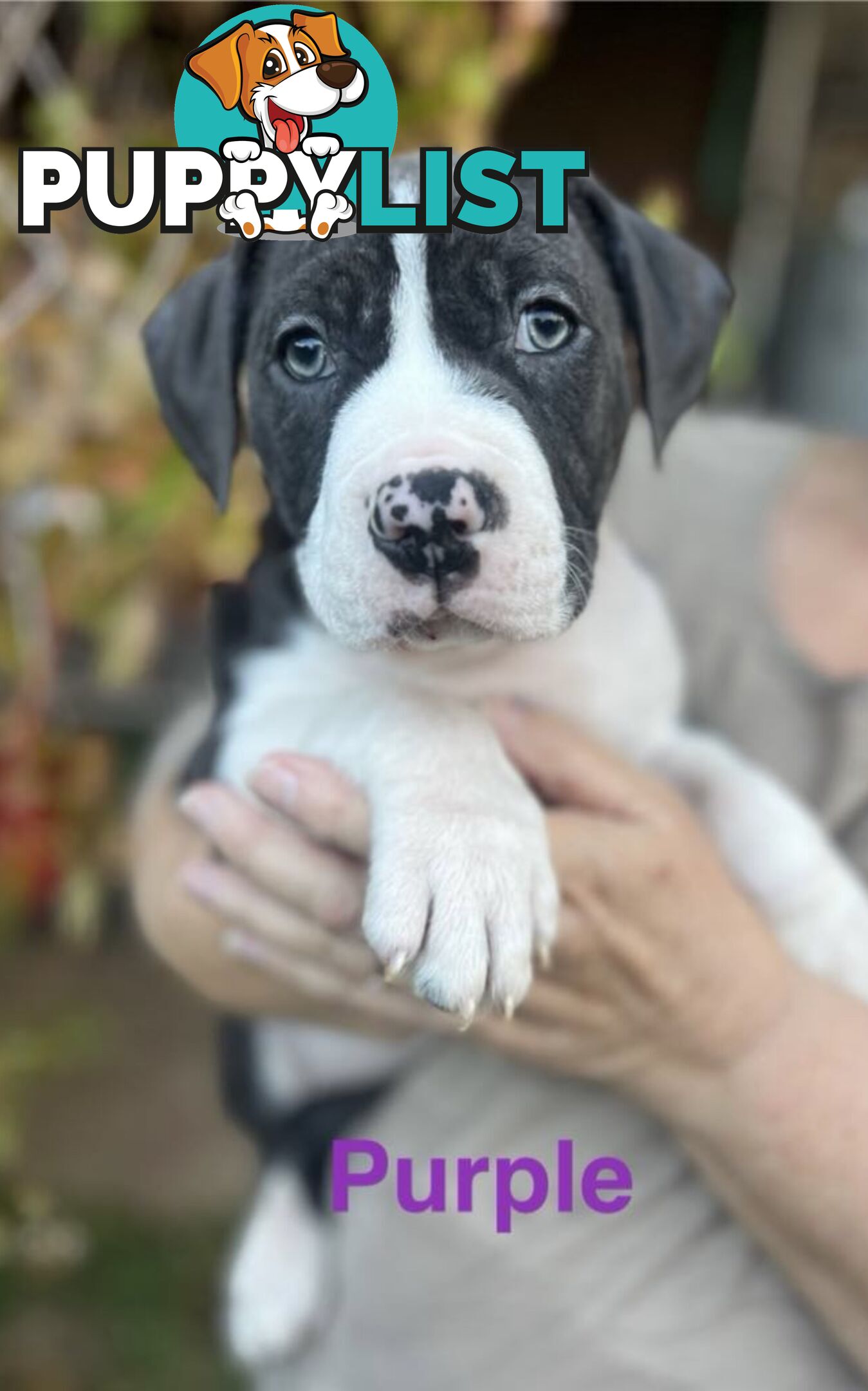 4 beautiful Blue/White American Staffordshire terriers