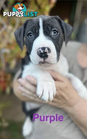 4 beautiful Blue/White American Staffordshire terriers