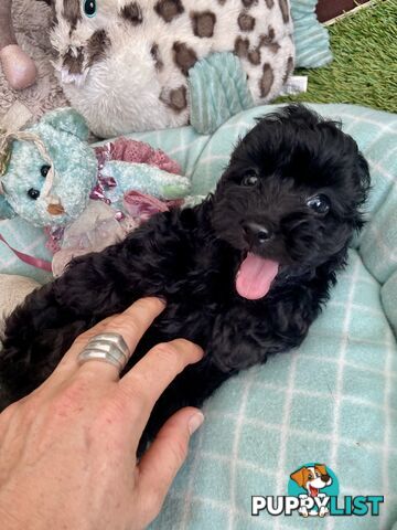 Gorgeous Cavoodle Puppies - Outstanding Temperament