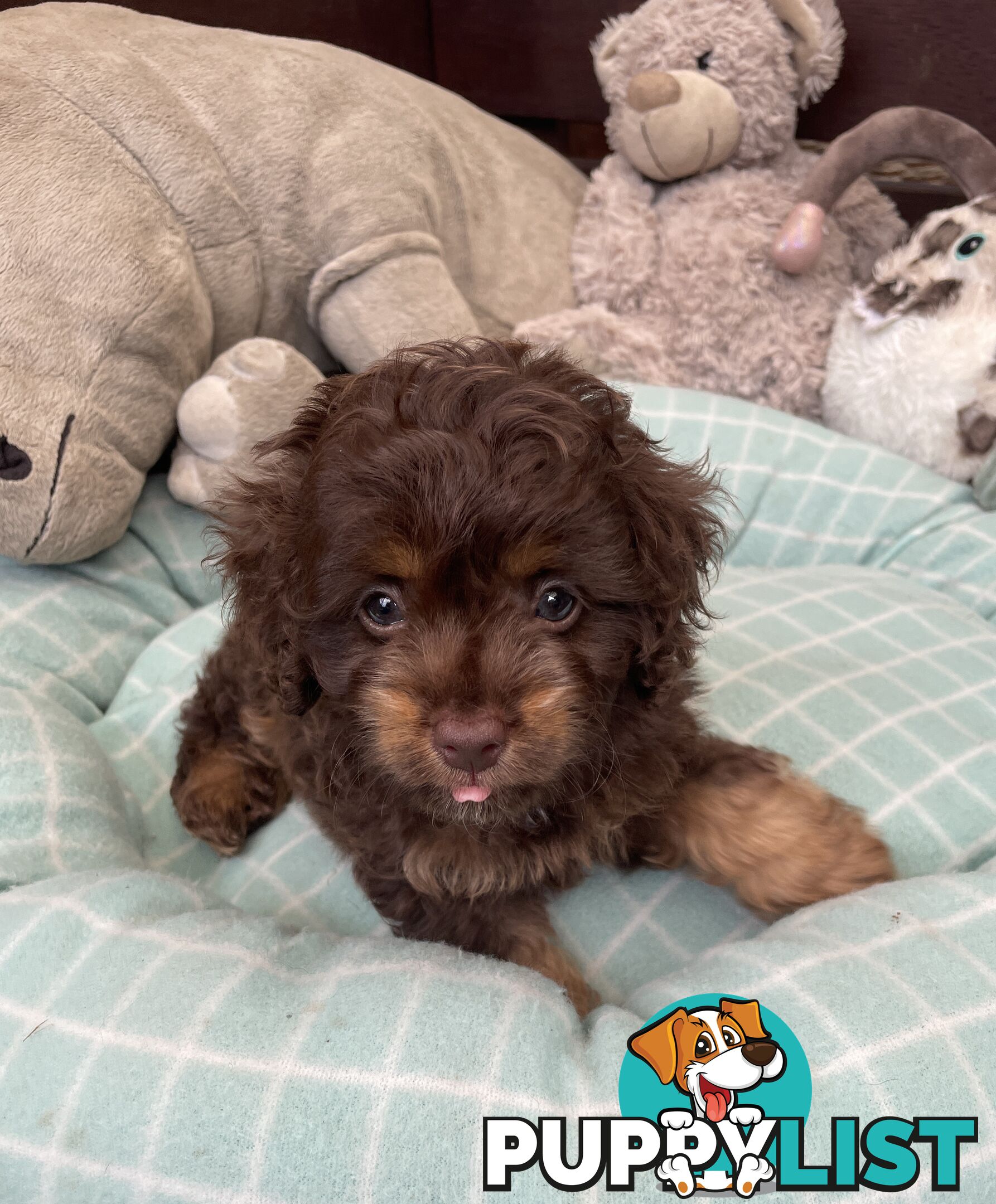 Gorgeous Cavoodle Puppies - Outstanding Temperament