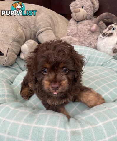 Gorgeous Cavoodle Puppies - Outstanding Temperament