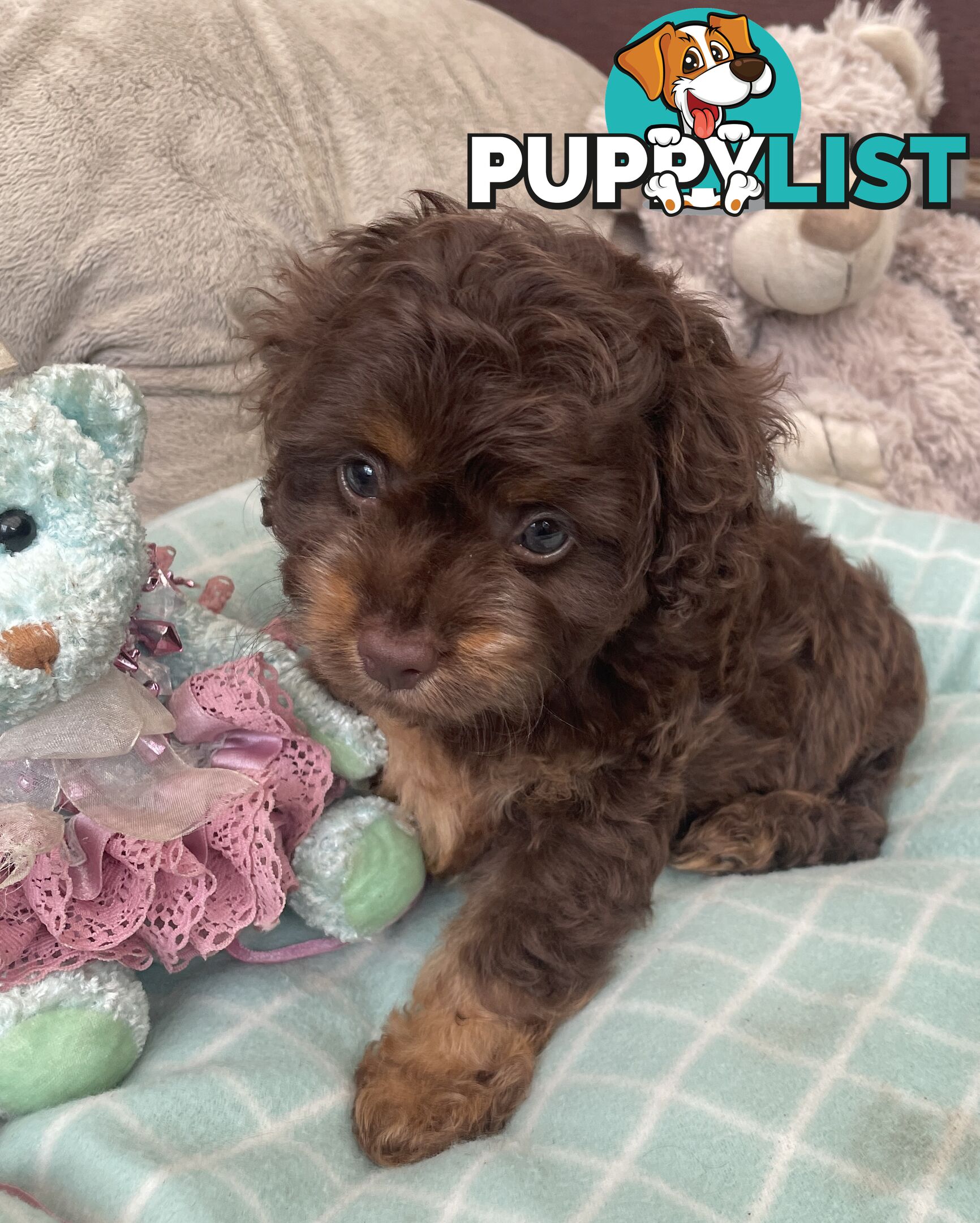 Gorgeous Cavoodle Puppies - Outstanding Temperament