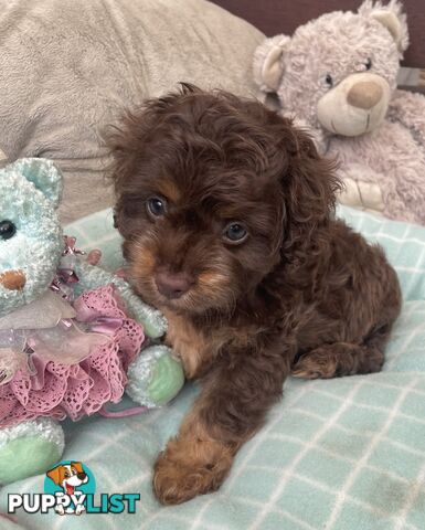 Gorgeous Cavoodle Puppies - Outstanding Temperament