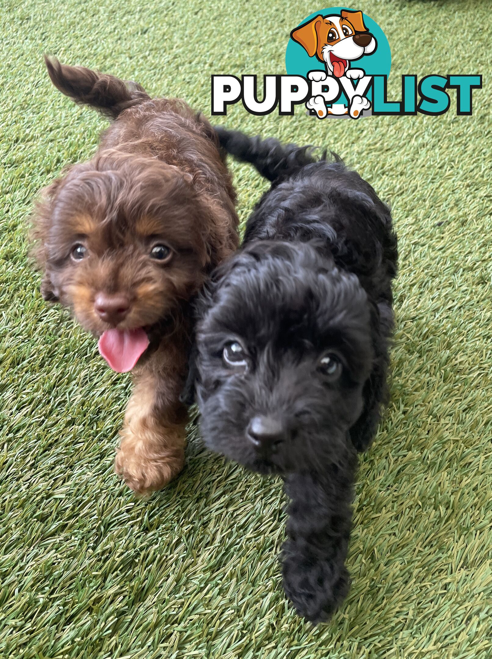 Gorgeous Cavoodle Puppies - Outstanding Temperament