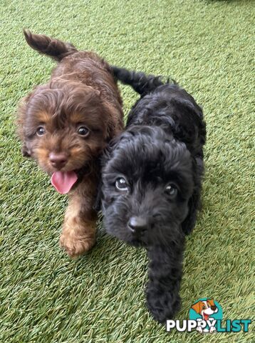 Gorgeous Cavoodle Puppies - Outstanding Temperament